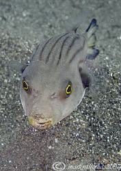 Striped Puffer.
Aba Point, N. Sulawesi.
60mm. by Mark Thomas 